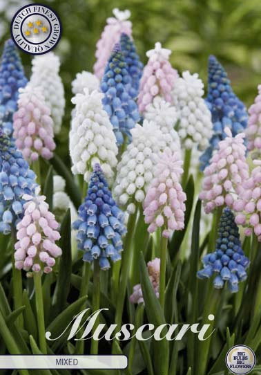 Muscari Mixed x20 8/9