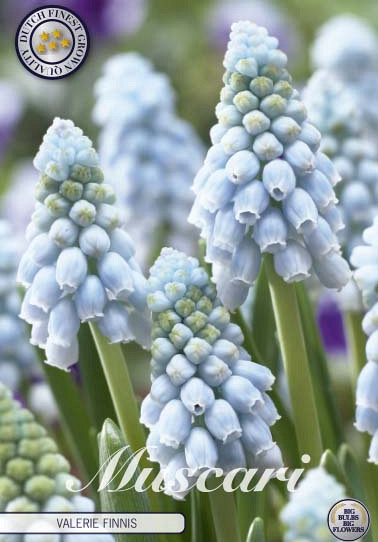 Muscari Valerie Finnis x20 8/9