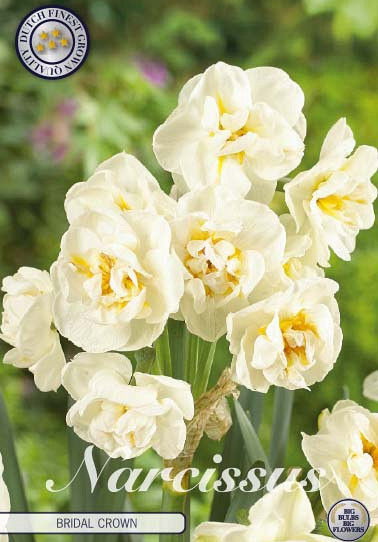 Narcis Botanical Bridal Crown x6 12/14