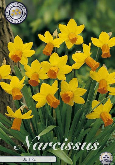 Narcis Botanical Jetfire x7 12/+