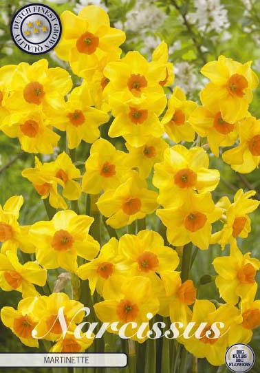 Narcis Botanical Martinette x7 12/+