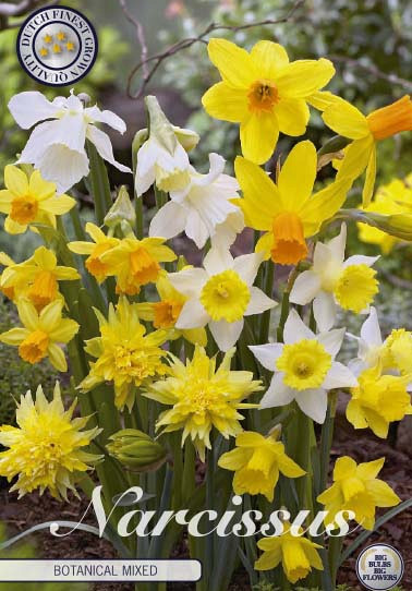 Narcis Botanical Mixed x10 12/+