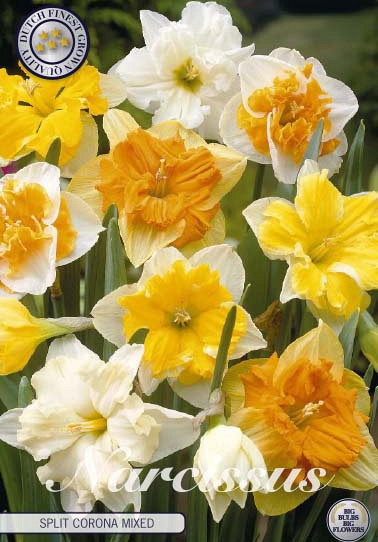 Narcis Splitcrown Mixed x5 14/16