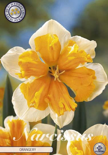 Narcis Splitcrown Orangery x5 14/16