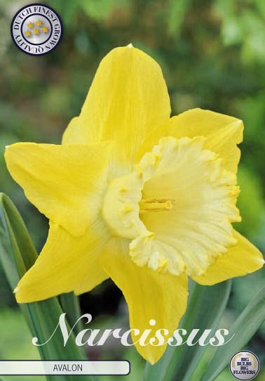 Narcis Trumpet Avalon x5  14/16