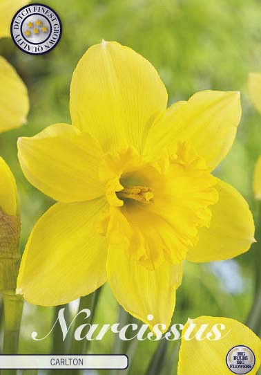 Narcis Trumpet Carlton x5 14/16