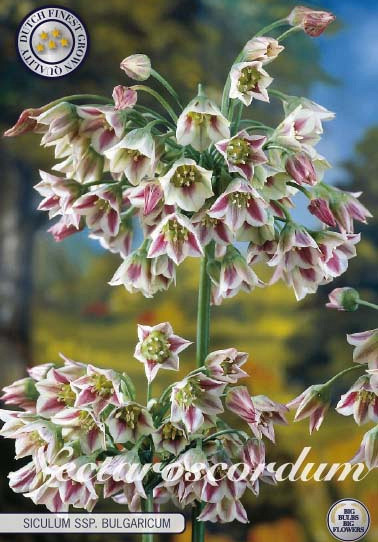 Nectaroscordum Siculum x7 10/12