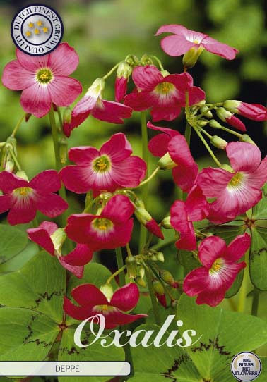 Oxalis Deppei x20 6/+