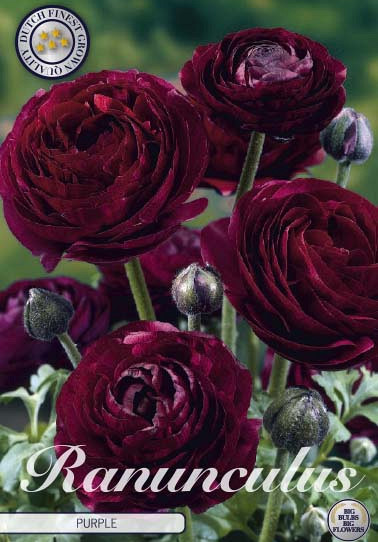 Ranunculus Asiaticus Purple x10 6/7