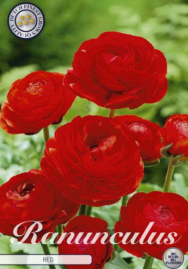 Ranunculus Asiaticus Red x10 6/7