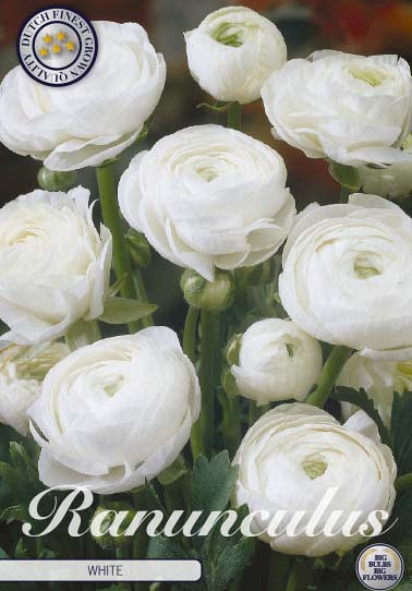 Ranunculus Asiaticus White x10 6/7