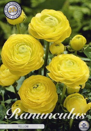 Ranunculus Asiaticus Yellow x10 6/7