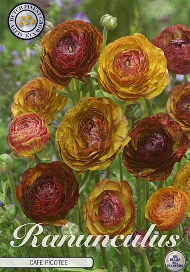 Ranunculus Picotee Cafe x10 6/7