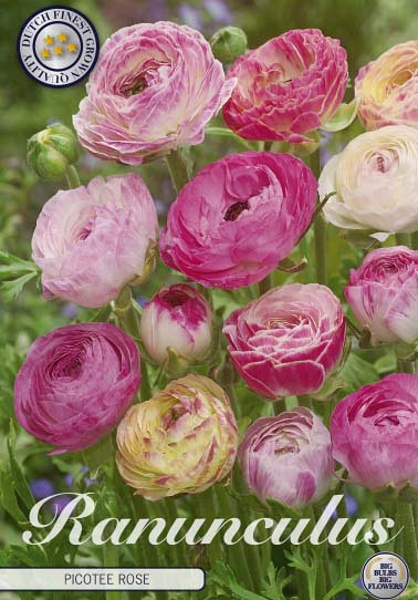 Ranunculus Picotee Rose x10 6/7