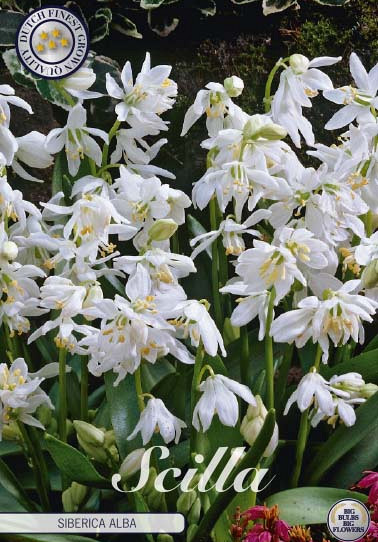 Scilla Siberica Alba x15 8/9