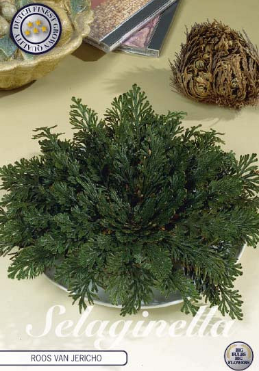 Selaginella Lepidophylla x1 I .