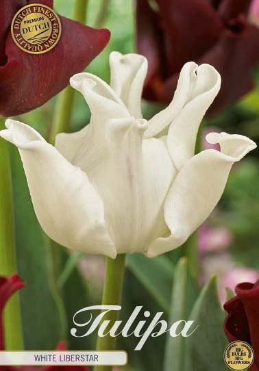 Tulp Crown White Liberstar x7 12/+