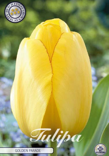 Tulp Darwin Golden Parade x10 12/+