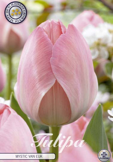 Tulp Darwin Hybride Mystic van Eijk x10 12/+