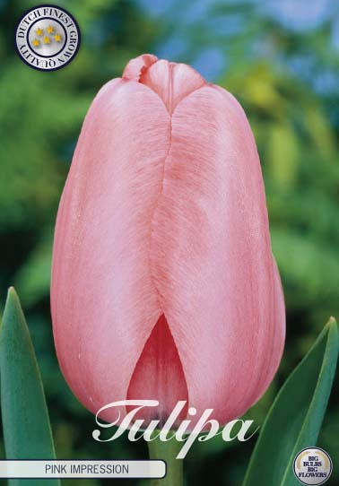 Tulp Darwin Pink Impression x10 12/+