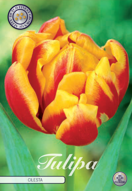 Tulp Double Early Cilesta x7 12/+