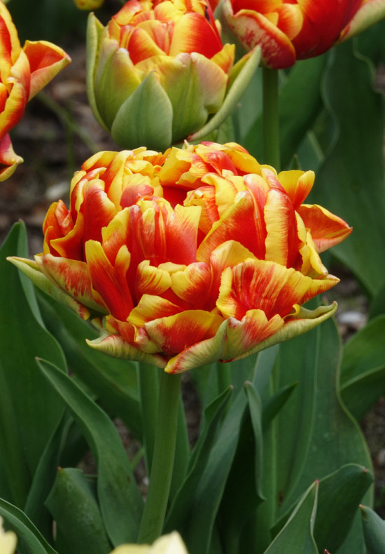 Tulp Double Early Cilesta x7 12/+