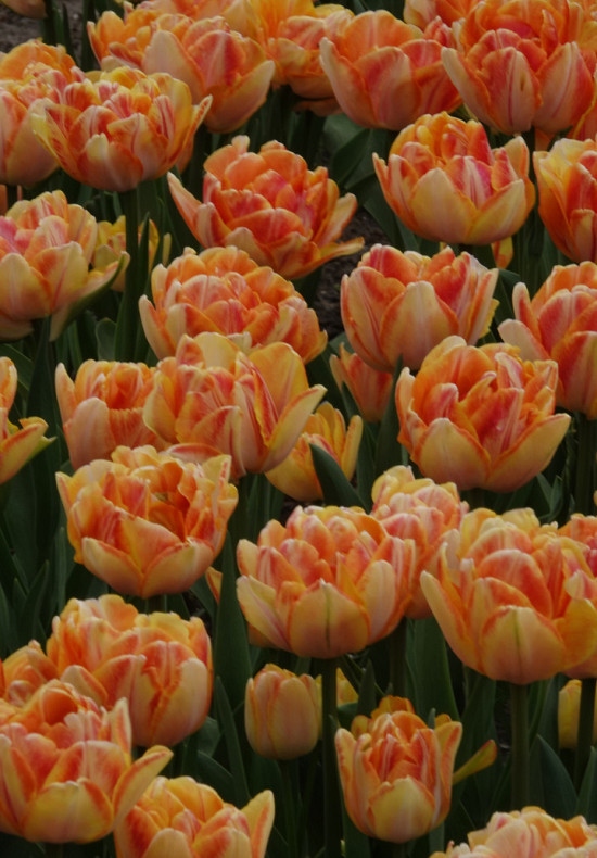 Tulp Double Early Foxy Foxtrot x7 12/+