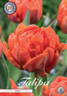 Tulp Double Early Orca x7 12/+