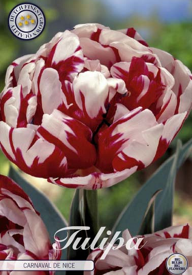 Tulp Double Late Carnaval de Nice x7 12/+