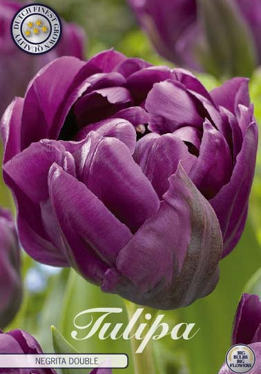 Tulp Double Late Negrita Double x7 12/+