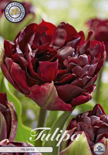 Tulp Double Late Palmyra x7 12/+