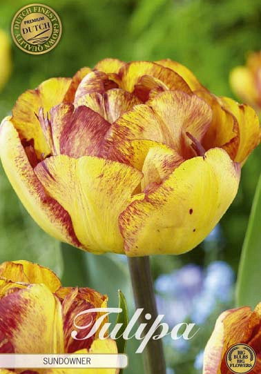 Tulp Double Late Sundowner x7 12/+