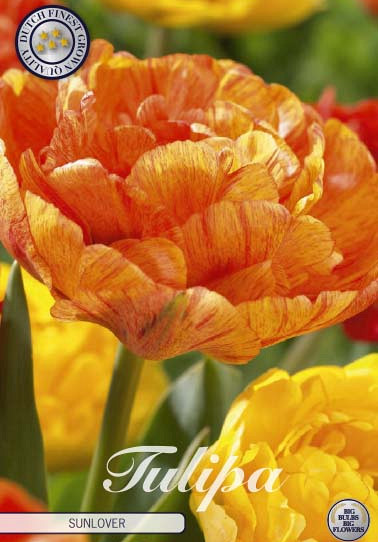 Tulp Double Late Sunlover x7 12/+