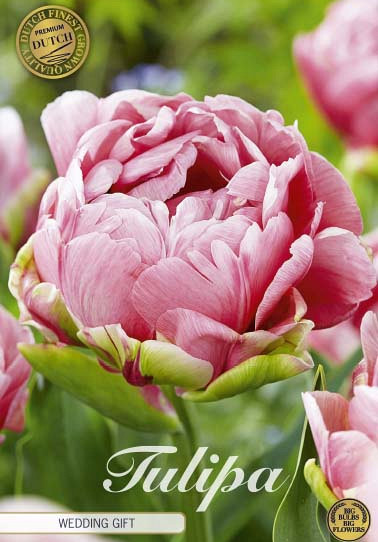 Tulp Double Late Wedding Gift x7 12/+