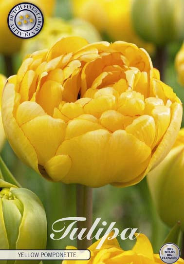 Tulp Double Late Yellow Pomponette  x7 12/+