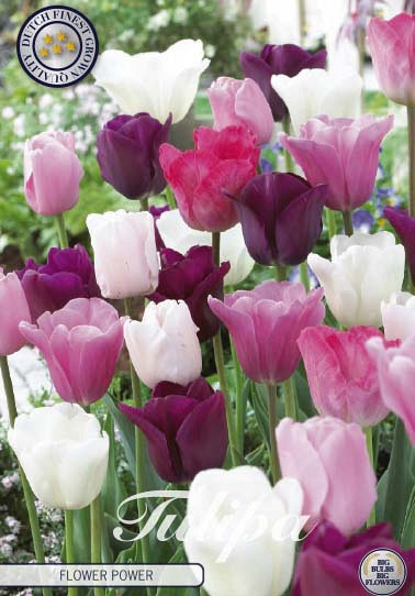 Tulp Flower Power x10 12/+