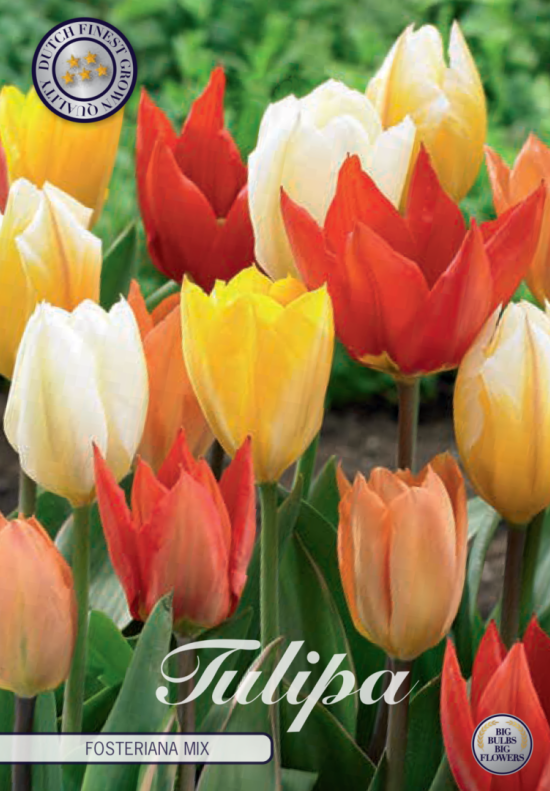 Tulp Fosteriana Mixed x10 12/+