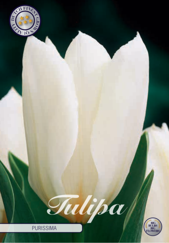 Tulp Fosteriana Purissima x10 12/+