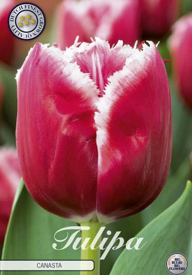 Tulp Fringed Canasta x7 12/+