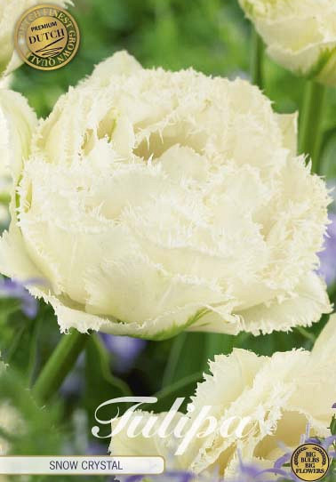 Tulp Fringed Double Snow Crystal x7 12+