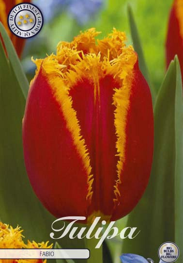 Tulp Fringed Fabio x7 12/+