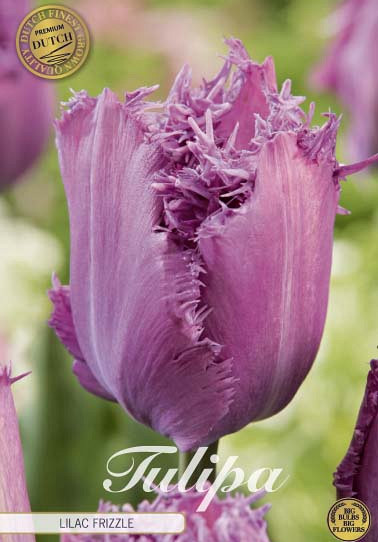 Tulp Fringed Lilac Frizzle x7 12/+