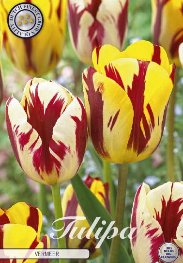 Tulp Garden  Vermeer x10 12/+