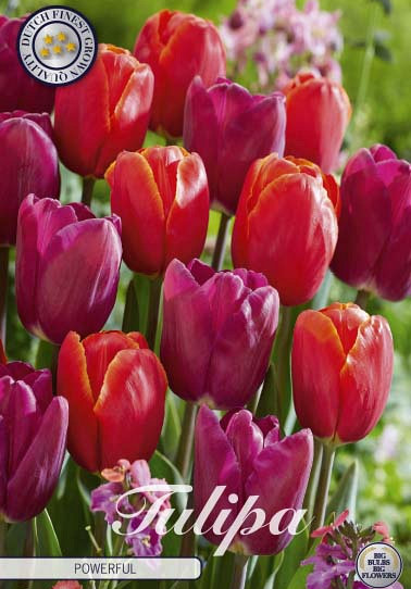 Tulp Garden Powerful x10 12/+