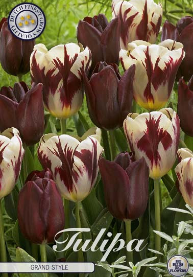 Tulp Grand Style x10 12/+