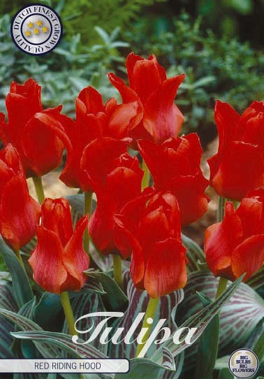 Tulp Greigii Red Riding Hood x10 12/+