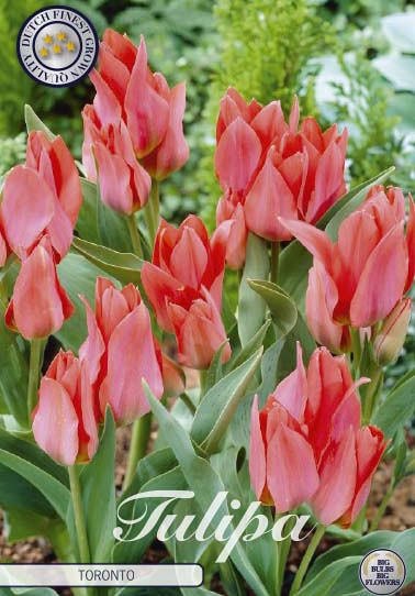 Tulp Greigii Toronto x10 12/+