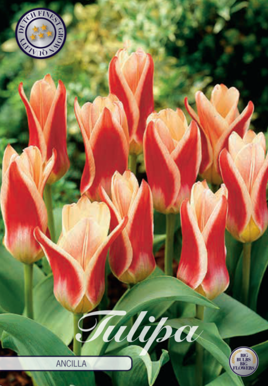 Tulp Kaufmania Ancilla x7 12/+