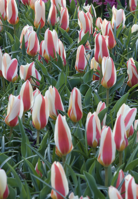 Tulp Kaufmania Ancilla x7 12/+