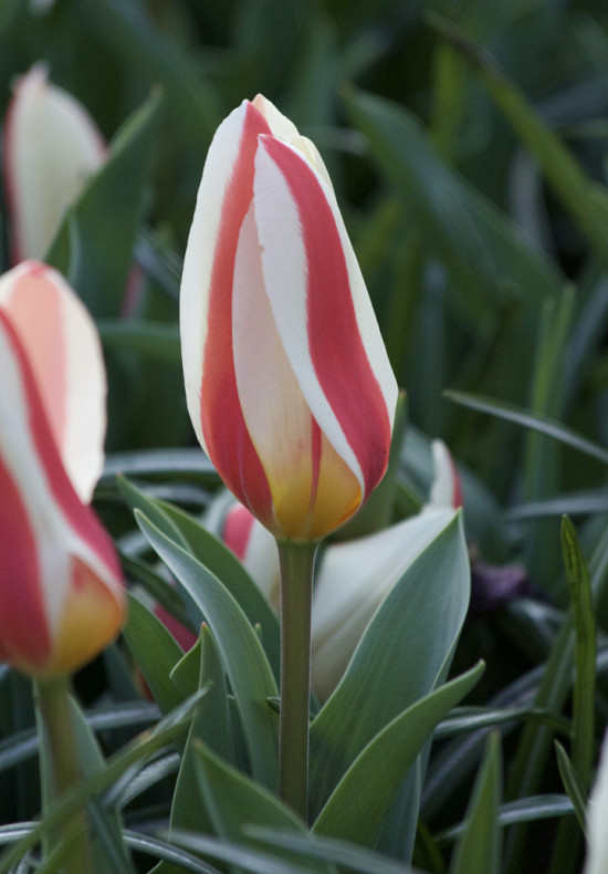 Tulp Kaufmania Ancilla x7 12/+